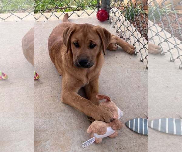 Medium Photo #1 Mutt Puppy For Sale in Rustburg, VA, USA