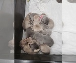 Small Photo #7 Weimaraner Puppy For Sale in BURKE, VA, USA