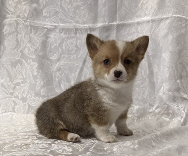 Medium Photo #2 Pembroke Welsh Corgi Puppy For Sale in STANLEY, WI, USA
