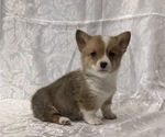 Small #1 Pembroke Welsh Corgi