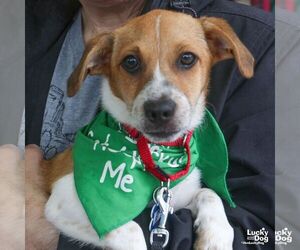 Mutt Dogs for adoption in Washington, DC, USA