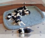 Small #6 English Springer Spaniel