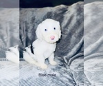 Small Photo #9 Sheepadoodle Puppy For Sale in CORYDON, IN, USA