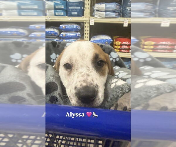 Medium Photo #7 Mutt Puppy For Sale in Wenonah, NJ, USA