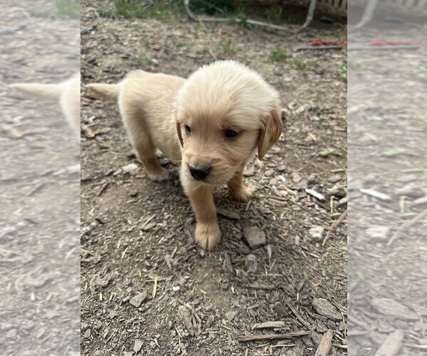 Medium Photo #34 Golden Retriever Puppy For Sale in CHARLES TOWN, WV, USA