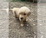 Small #2 Golden Retriever