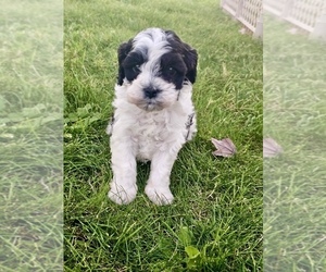 Cavapoo (Miniature) Puppy for Sale in MEDFORD, Oregon USA