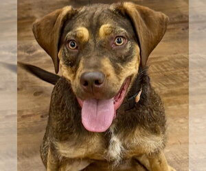Chloe - Female Poodle (Standard)-Unknown Mix Dog for Adoption - Photo #6