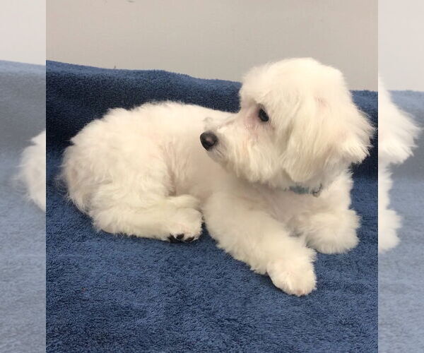 Medium Photo #4 Bichon Frise Puppy For Sale in Lincolnwood, IL, USA