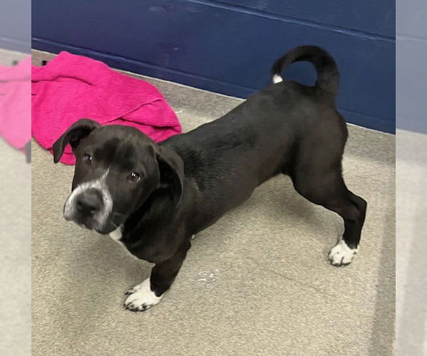 Medium Photo #1 Labrador Retriever-Unknown Mix Puppy For Sale in Sterling, MA, USA