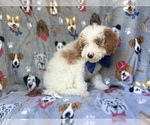 Small #7 Cavapoo