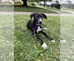 Small #2 Labrador Retriever Mix