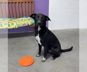 **TOAD** - Male Labrador Retriever-Unknown Mix Dog for Adoption - Photo #3