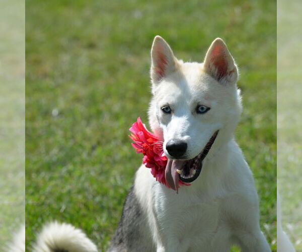 Medium Photo #2 Siberian Husky-Unknown Mix Puppy For Sale in Gretna, NE, USA