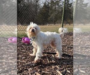 Lhasa Apso-Unknown Mix Dogs for adoption in Waterford, VA, USA