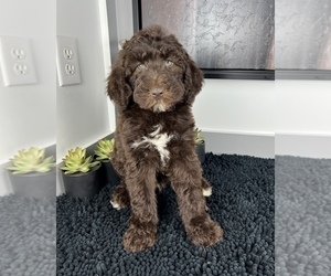 Miniature Labradoodle Puppy for sale in FRANKLIN, IN, USA