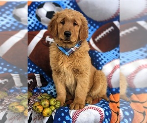 Golden Retriever Puppy for sale in OXFORD, PA, USA