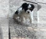 Small #5 Cavachon