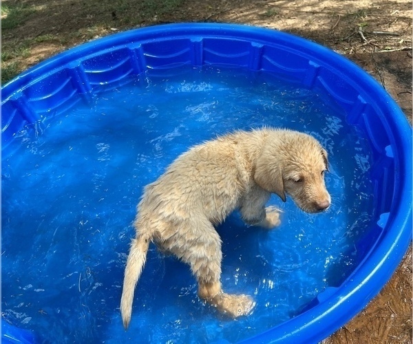Medium Photo #5 Labrador Retriever Puppy For Sale in WILDWOOD, GA, USA
