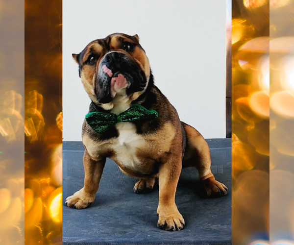 Medium Photo #3 Bulldog Puppy For Sale in Apple Valley, CA, USA