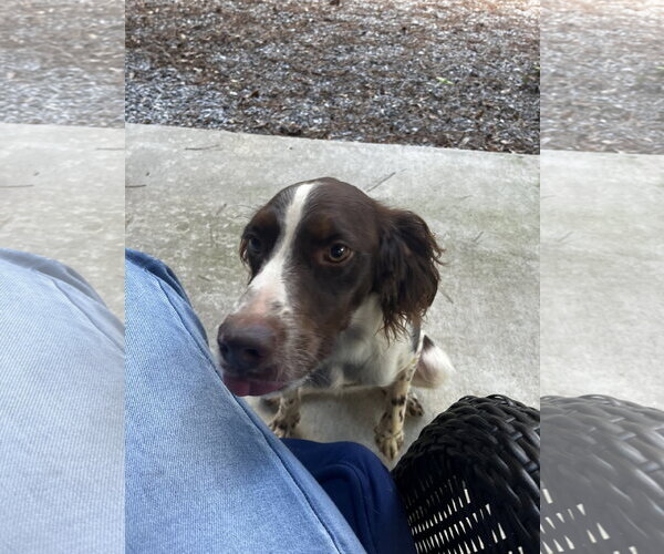 Medium Photo #5 Brittany Puppy For Sale in Curwensville, PA, USA