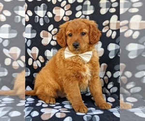 Labradoodle-Poodle (Miniature) Mix Puppy for sale in KIRKWOOD, PA, USA