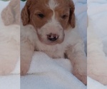 Small Photo #2 Goldendoodle Puppy For Sale in TURIN, NY, USA