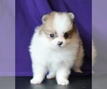 Small #6 Pomeranian