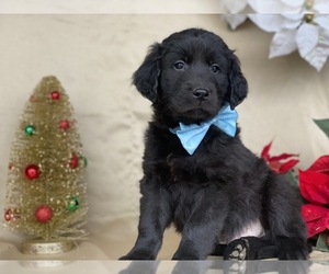 Anatolian Shepherd-Golden Retriever Mix Puppy for sale in LANCASTER, PA, USA