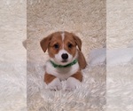 Small Photo #32 Pembroke Welsh Corgi Puppy For Sale in ARROYO GRANDE, CA, USA