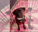 Small #2 Pug Mix