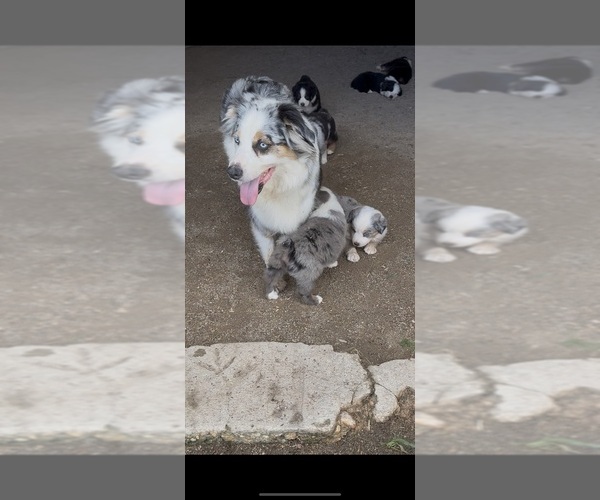 Medium Photo #1 Australian Shepherd Puppy For Sale in WHITAKERS, NC, USA