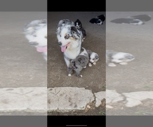 Mother of the Australian Shepherd puppies born on 07/09/2025