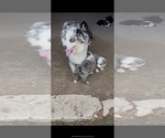 Small Photo #1 Australian Shepherd Puppy For Sale in WHITAKERS, NC, USA
