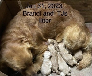Mother of the Golden Retriever puppies born on 01/31/2023