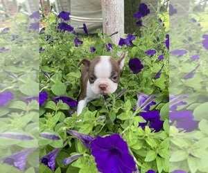 Boston Terrier Puppy for Sale in FREDONIA, Kansas USA