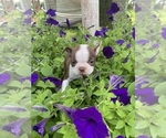 Small Boston Terrier