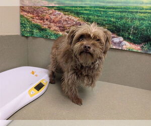 Mutt Dogs for adoption in Moreno Valley, CA, USA