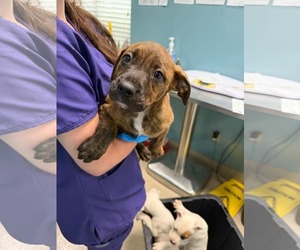 Mutt Dogs for adoption in Woodbury, NY, USA