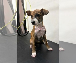 Joey- brindle princess - Female American Pit Bull Terrier-Plott Hound Mix Dog for Adoption - Photo #3