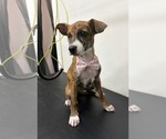 Small Photo #3 American Pit Bull Terrier-Plott Hound Mix Puppy For Sale in Oakhurst, NJ, USA