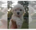 Puppy Puppy 3 Bichon Frise