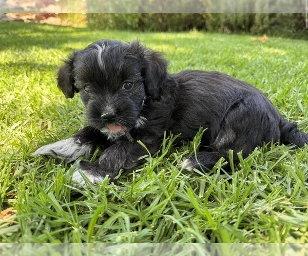 Medium Photo #2 Havanese Puppy For Sale in BRISBANE, CA, USA