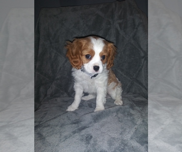 Medium Photo #2 Cavalier King Charles Spaniel Puppy For Sale in HOWLAND, OH, USA