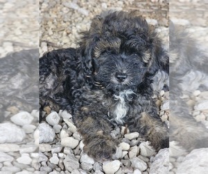 Aussie-Poo-Aussiedoodle Mix Puppy for sale in TAYLOR, TX, USA