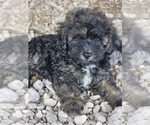 Image preview for Ad Listing. Nickname: Brindle