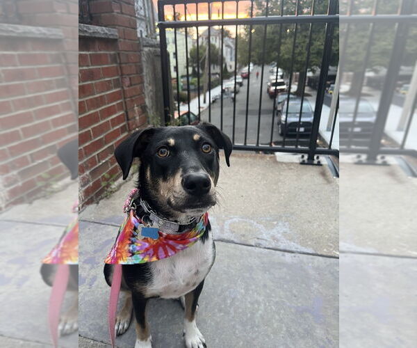 Medium Photo #20 Mutt Puppy For Sale in Boston, MA, USA