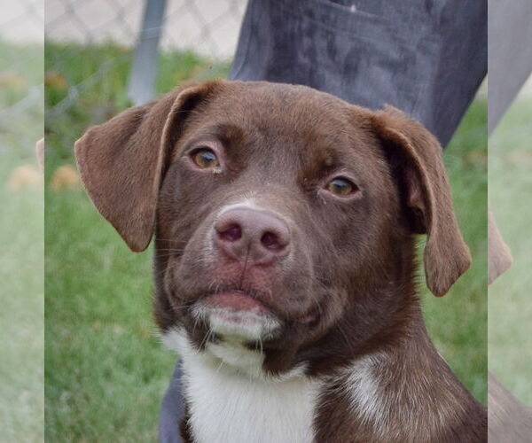 Medium Photo #1 American Staffordshire Terrier-Chocolate Labrador retriever Mix Puppy For Sale in Huntley, IL, USA