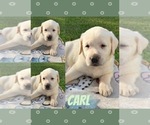 Puppy Carl Labrador Retriever