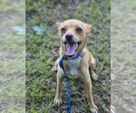 Small #2 Chihuahua Mix